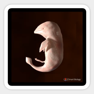 Dolphin Embryo Sticker